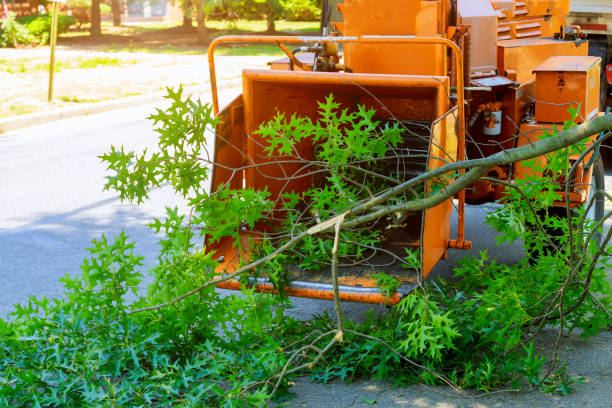 Dead Tree Removal in Lynchburg, TN